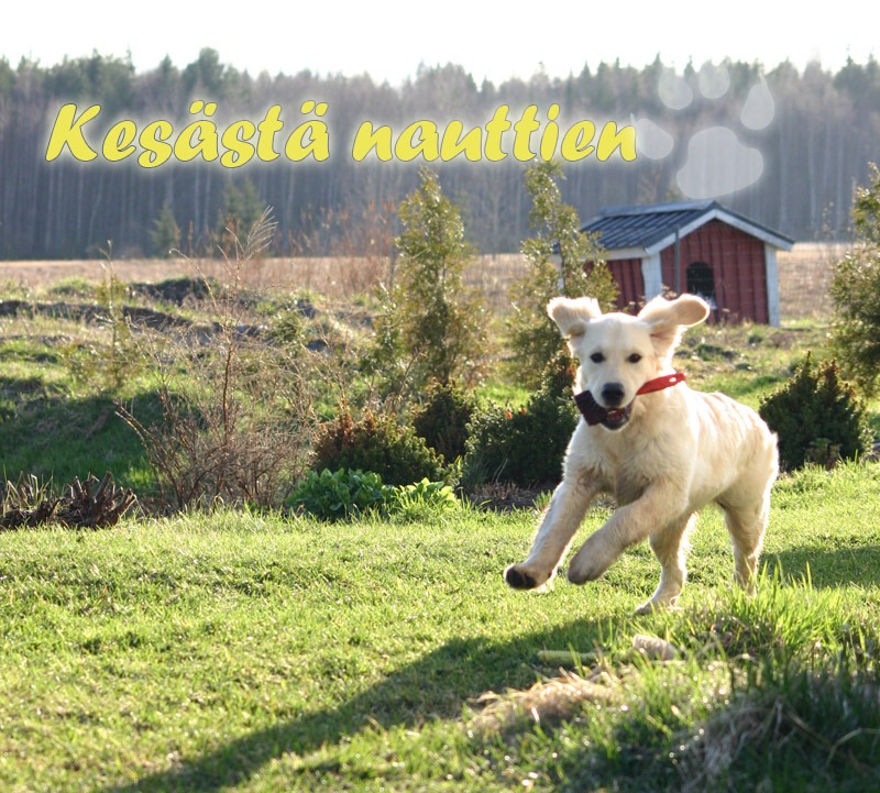 Vaalea, iloinen kultainennoutaja juoksee nurmikolla kohti kameraa aurinkoisena kesäpäivänä. Taustalla näkyy punainen aitta, vihreää kasvillisuutta ja metsänreuna. Kuvan yläreunassa lukee teksti "Kesästä nauttien".